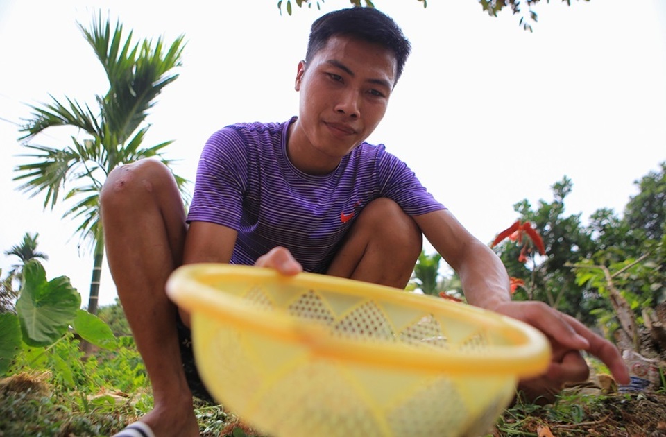 Săn trứng kiến làm món ăn đặc sản ở ngoại thành Hà Nội - 7 Săn trứng kiến làm món ăn đặc sản ở ngoại thành Hà Nội - 7