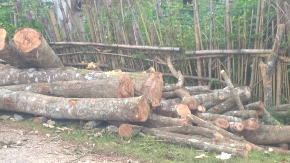 Cả nghìn hecta cao su bị chặt bỏ không thương tiếc - 1 Cả nghìn hecta cao su bị chặt bỏ không thương tiếc - 1