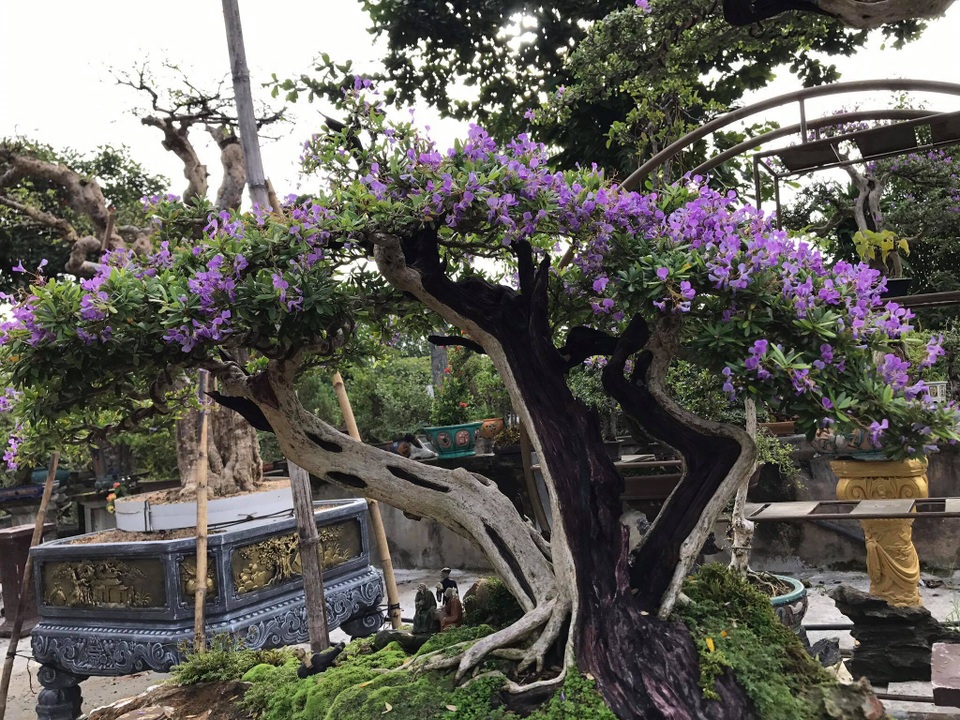Bỏ làm giám đốc công ty sơn, về buôn cây cảnh kiếm dễ vài tỷ đồng mỗi năm - 7 Bỏ làm giám đốc công ty sơn, về buôn cây cảnh kiếm dễ vài tỷ đồng mỗi năm - 7