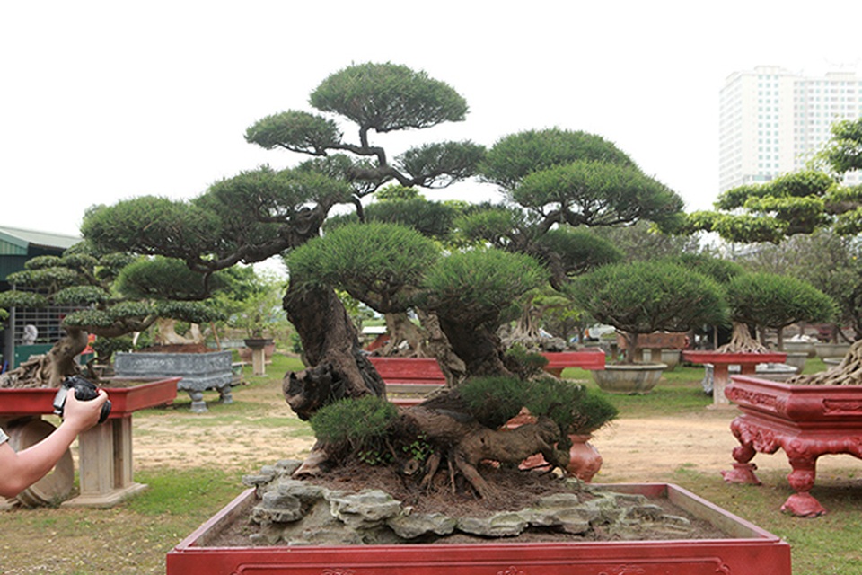 Chiêm ngưỡng lão phi lao hình chữ Nhẫn giá bạc tỷ - 1 Chiêm ngưỡng lão phi lao hình chữ Nhẫn giá bạc tỷ - 1