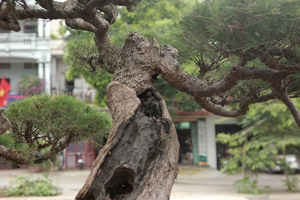 Chiêm ngưỡng lão phi lao hình chữ Nhẫn giá bạc tỷ - 7 Chiêm ngưỡng lão phi lao hình chữ Nhẫn giá bạc tỷ - 7