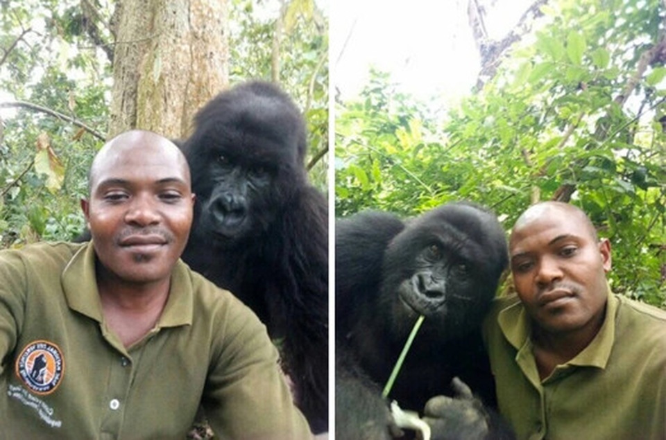 Chàng kiểm lâm gây “sốt” cộng đồng mạng khi selfie với…. khỉ đột - 4 Chàng kiểm lâm gây “sốt” cộng đồng mạng khi selfie với…. khỉ đột - 4