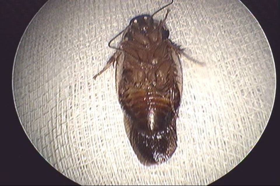 Người phụ nữ bị gián chui vào tai cắn chảy máu - 1