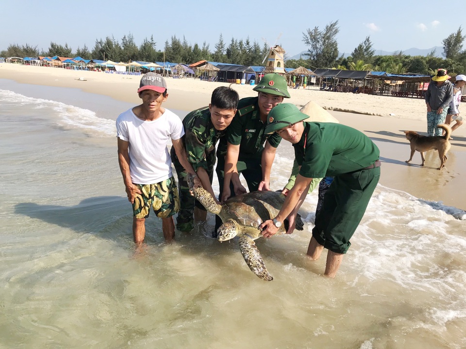 Thả rùa quý hiếm nặng 33 kg về biển - 2 Thả rùa quý hiếm nặng 33 kg về biển - 2