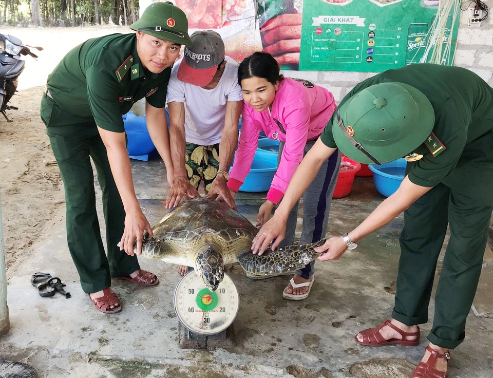 Thả rùa quý hiếm nặng 33 kg về biển - 1 Thả rùa quý hiếm nặng 33 kg về biển - 1