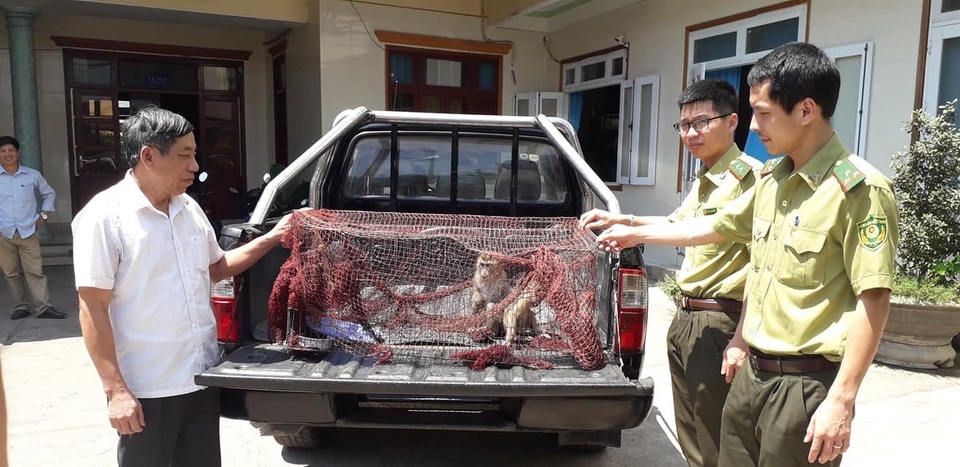 Bỏ tiền mua lại khỉ quý hiếm để thả về tự nhiên - 1 Bỏ tiền mua lại khỉ quý hiếm để thả về tự nhiên - 1