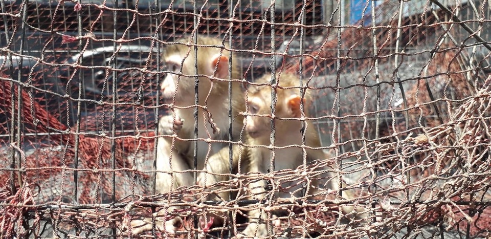 Bỏ tiền mua lại khỉ quý hiếm để thả về tự nhiên - 2 Bỏ tiền mua lại khỉ quý hiếm để thả về tự nhiên - 2