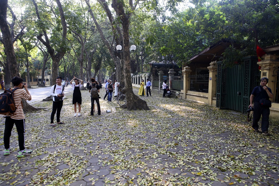 Phố lá vàng rơi siêu lãng mạn ở Hà Nội thu hút người chụp ảnh - 1 Phố lá vàng rơi siêu lãng mạn ở Hà Nội thu hút người chụp ảnh - 1