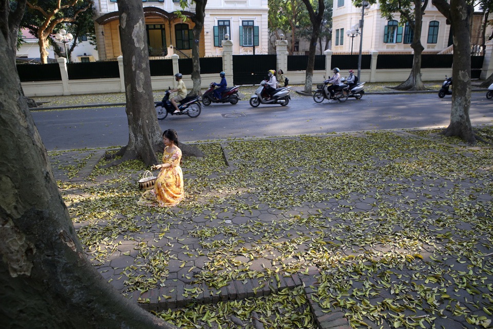 Phố lá vàng rơi siêu lãng mạn ở Hà Nội thu hút người chụp ảnh - 7 Phố lá vàng rơi siêu lãng mạn ở Hà Nội thu hút người chụp ảnh - 7