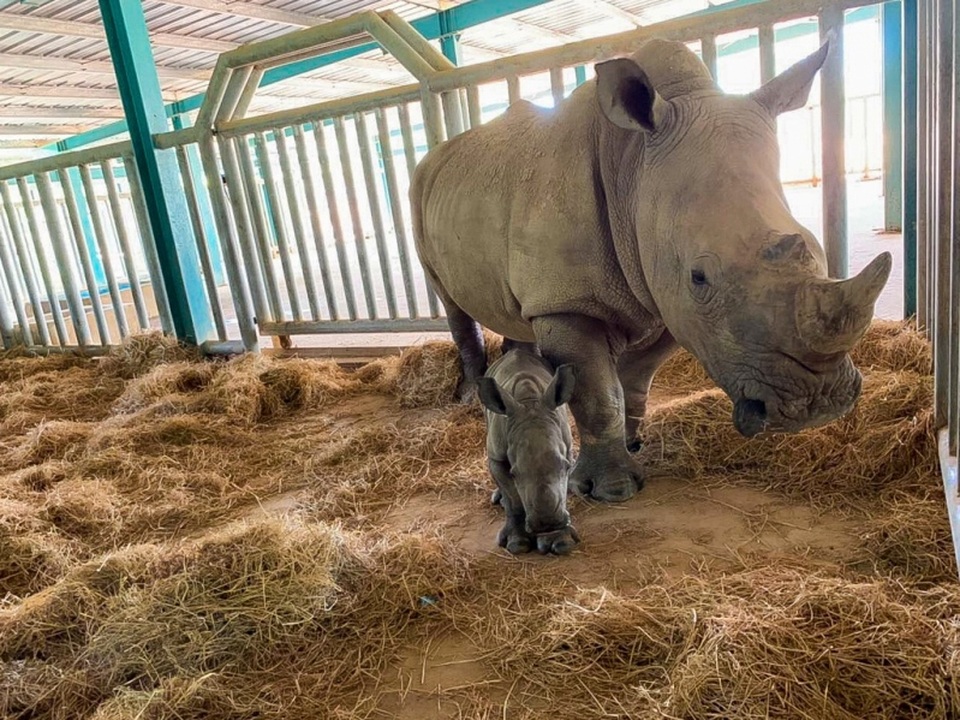 Vinpearl Safari Phú Quốc – 17 ngày đón 2 cá thể tê giác quý chào đời - 2 Vinpearl Safari Phú Quốc – 17 ngày đón 2 cá thể tê giác quý chào đời - 2