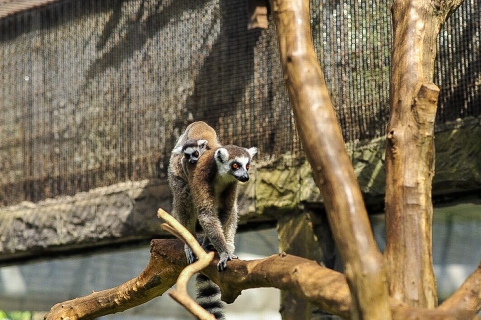 Vinpearl Safari Phú Quốc – 17 ngày đón 2 cá thể tê giác quý chào đời - 4 Vinpearl Safari Phú Quốc – 17 ngày đón 2 cá thể tê giác quý chào đời - 4