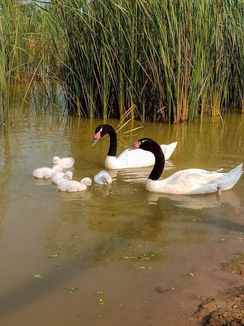 Vinpearl Safari Phú Quốc – 17 ngày đón 2 cá thể tê giác quý chào đời - 3 Vinpearl Safari Phú Quốc – 17 ngày đón 2 cá thể tê giác quý chào đời - 3