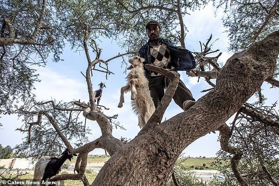 Vạch trần sự thật gây sốc về đàn dê biết leo cây thoăn thoắt như khỉ - 3