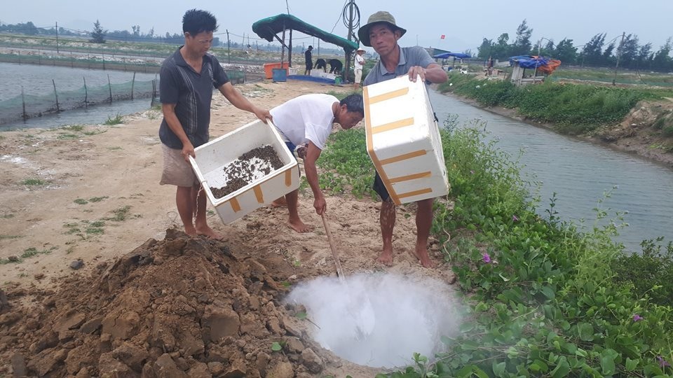 Ốc hương chết hàng loạt, người nông dân lao đao - 4 Ốc hương chết hàng loạt, người nông dân lao đao - 4