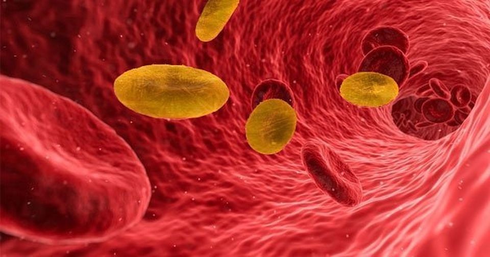 Tìm hiểu về Rh-null, nhóm máu hiếm và quý giá nhất thế giới - 1 Tìm hiểu về Rh-null, nhóm máu hiếm và quý giá nhất thế giới - 1