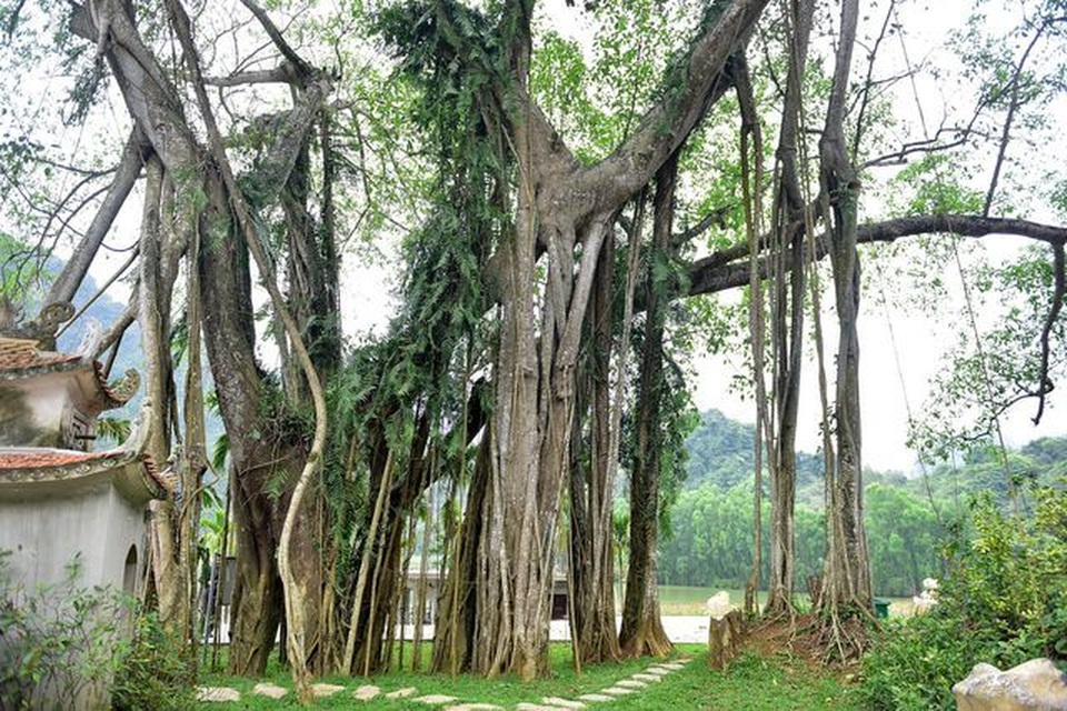 Cận cảnh cây ổi biết cười, cây đa 300 năm di chuyển một lần “độc nhất” Việt Nam - 4 Cận cảnh cây ổi biết cười, cây đa 300 năm di chuyển một lần “độc nhất” Việt Nam - 4
