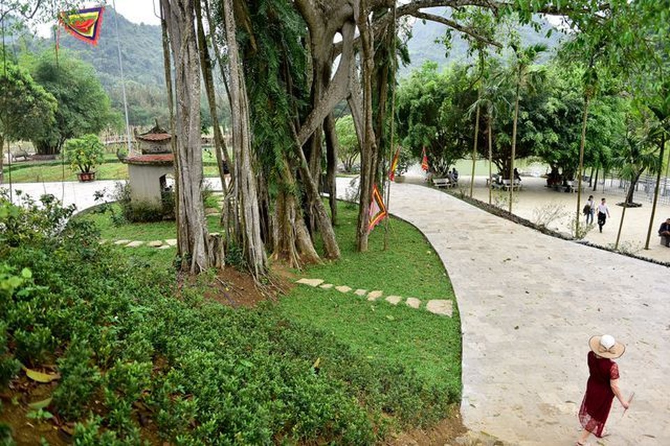 Cận cảnh cây ổi biết cười, cây đa 300 năm di chuyển một lần “độc nhất” Việt Nam - 5 Cận cảnh cây ổi biết cười, cây đa 300 năm di chuyển một lần “độc nhất” Việt Nam - 5