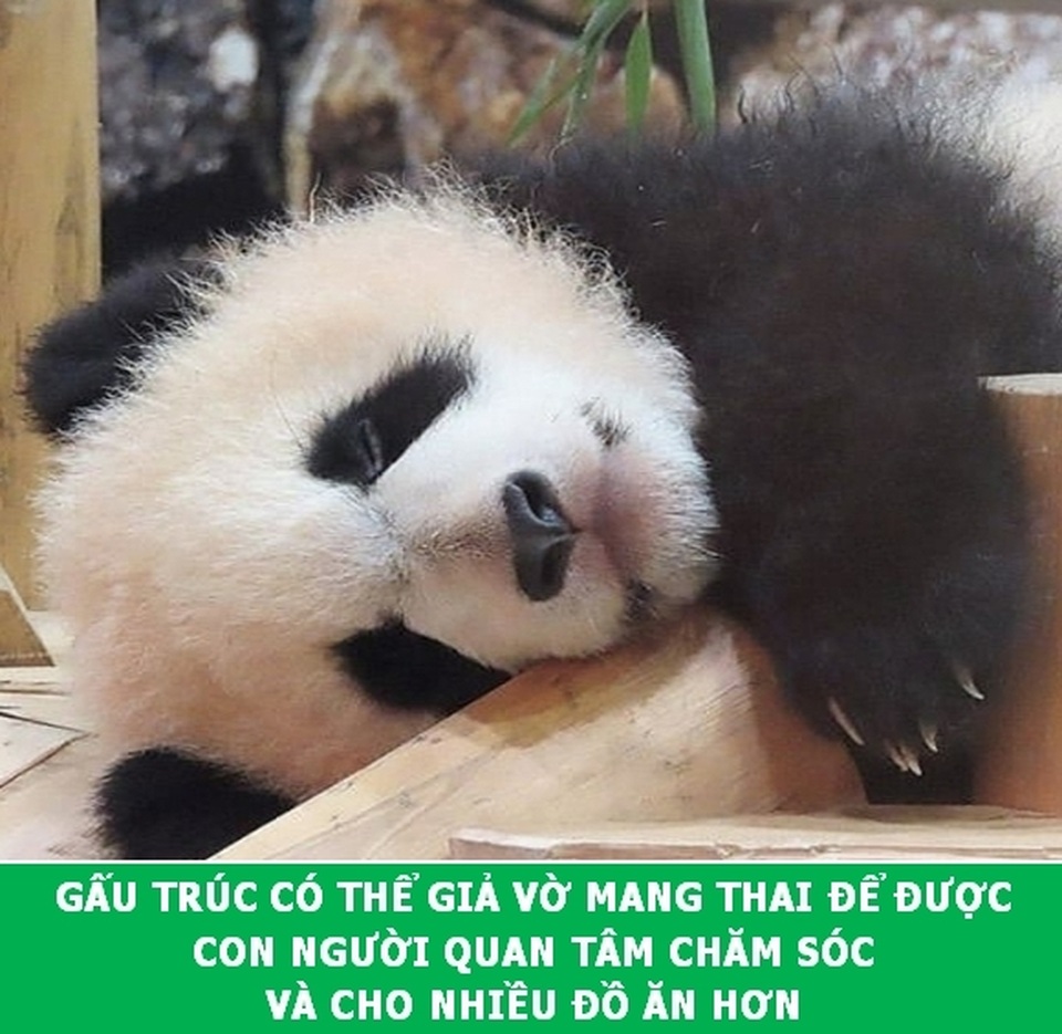 “Xả hơi” ngày cuối tuần với những Fun Facts khoa học đầy thú vị - 4 “Xả hơi” ngày cuối tuần với những Fun Facts khoa học đầy thú vị - 4