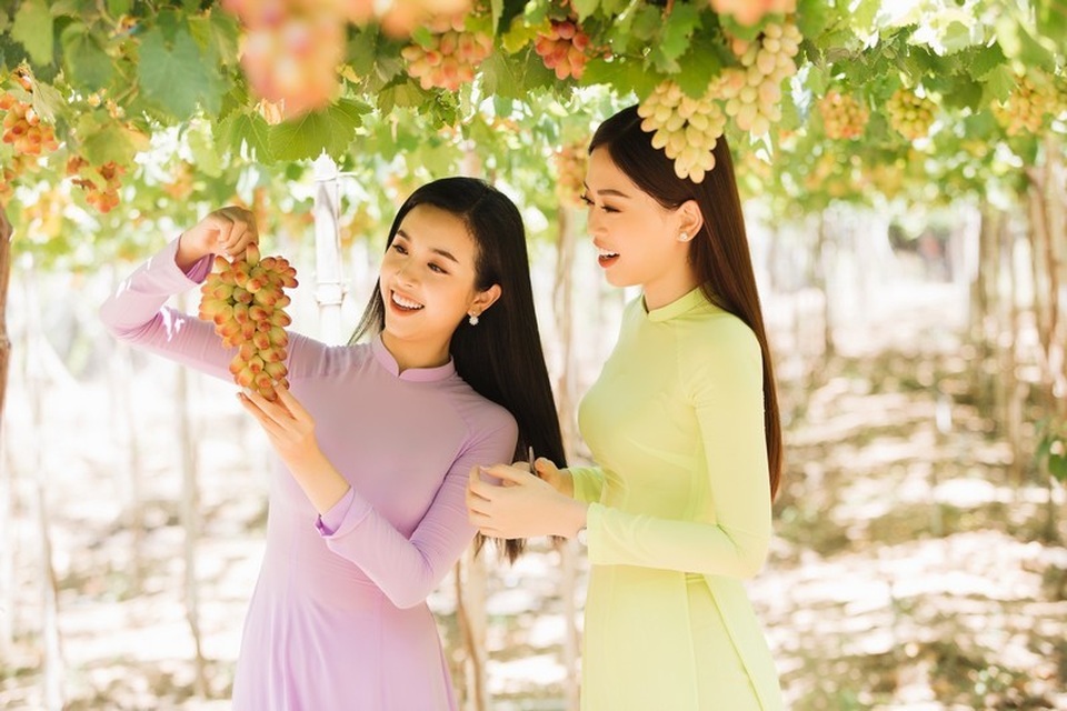 Dàn Hoa hậu Việt Nam 2018 “đọ sắc” cùng... nho - 8 Dàn Hoa hậu Việt Nam 2018 “đọ sắc” cùng... nho - 8