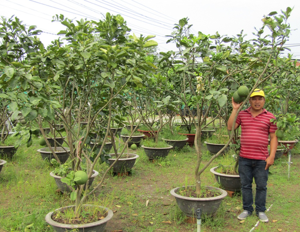 Kỹ sư về trồng chanh móng tay, nhánh bé tý bán 350 ngàn - 1 Kỹ sư về trồng chanh móng tay, nhánh bé tý bán 350 ngàn - 1