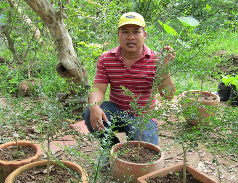 Kỹ sư về trồng chanh móng tay, nhánh bé tý bán 350 ngàn - 2 Kỹ sư về trồng chanh móng tay, nhánh bé tý bán 350 ngàn - 2