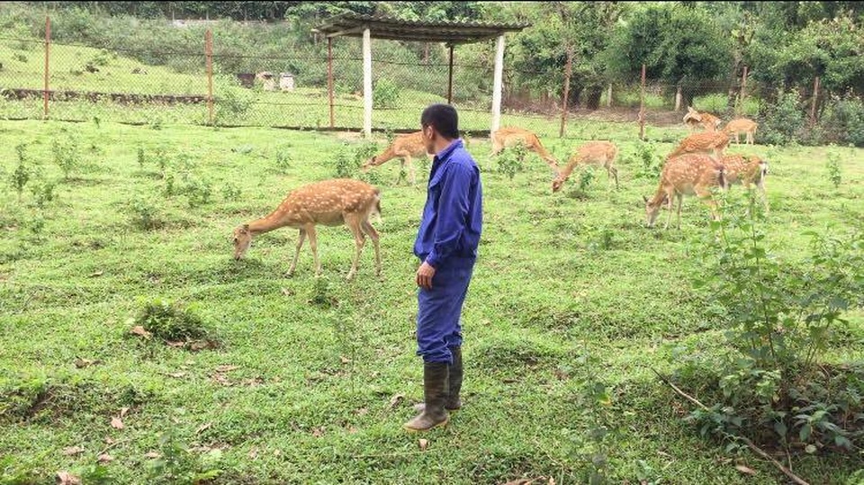 Dự án Trung tâm giống hươu Việt Nam “chết mòn” - 2