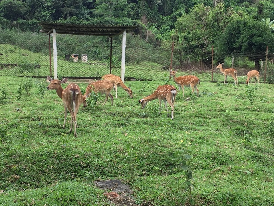 Dự án Trung tâm giống hươu Việt Nam “chết mòn” - 4