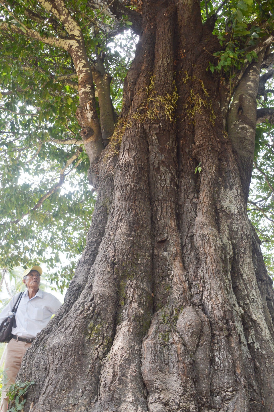Chiêm ngưỡng những cây di sản Việt Nam ở Côn Đảo - 6 Chiêm ngưỡng những cây di sản Việt Nam ở Côn Đảo - 6