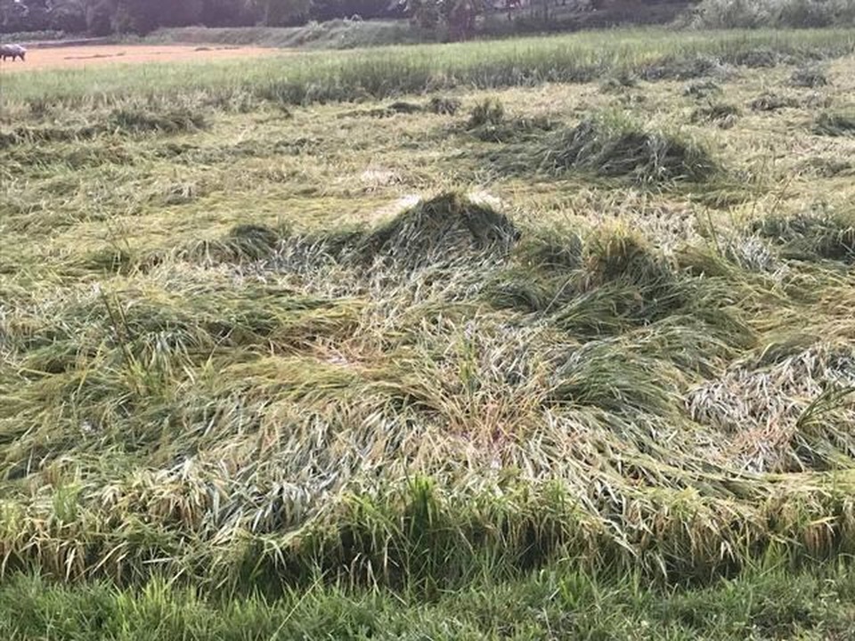 Nông dân căng mình cứu lúa sau cơn lốc xoáy - 3