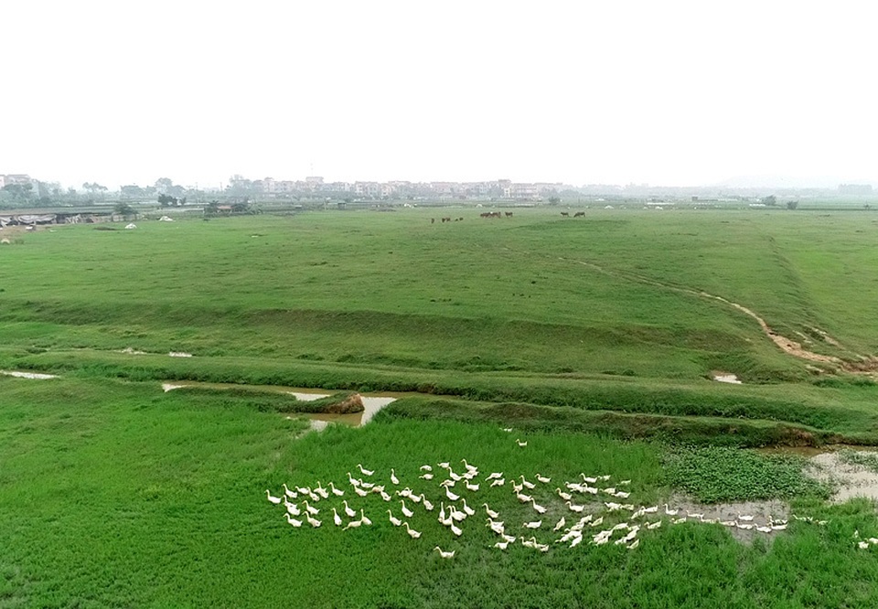 Hà Nội ngàn tỷ chôn vùi: Đau lòng siêu đô thị chỉ để nuôi vịt, thả bò - 8 Hà Nội ngàn tỷ chôn vùi: Đau lòng siêu đô thị chỉ để nuôi vịt, thả bò - 8