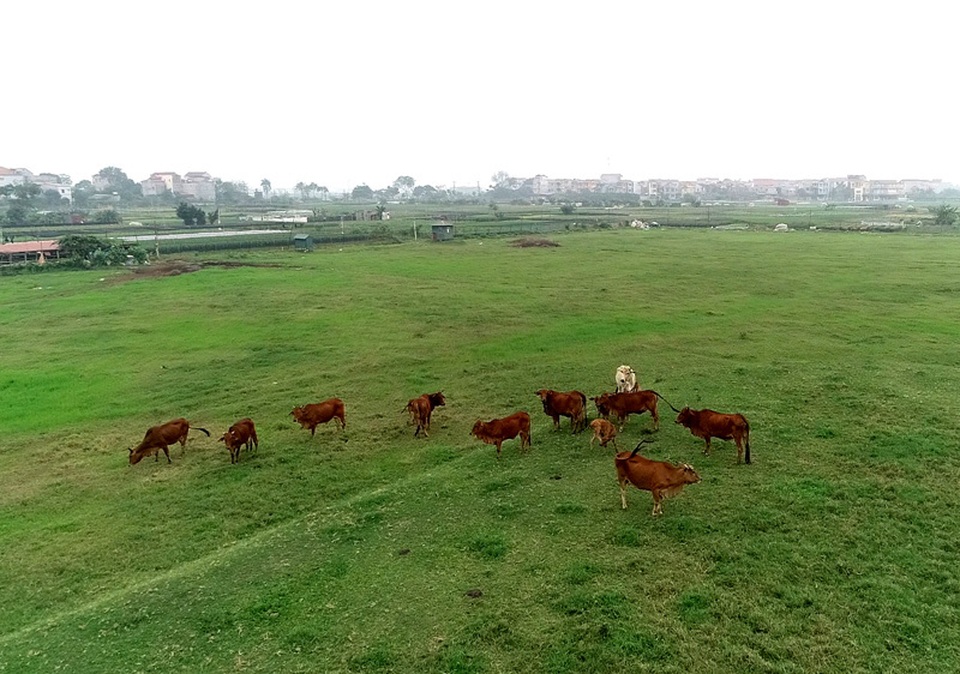 Hà Nội ngàn tỷ chôn vùi: Đau lòng siêu đô thị chỉ để nuôi vịt, thả bò - 9 Hà Nội ngàn tỷ chôn vùi: Đau lòng siêu đô thị chỉ để nuôi vịt, thả bò - 9