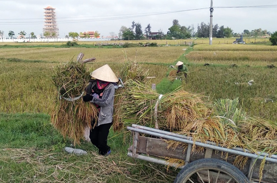 Nông dân căng mình cứu lúa sau cơn lốc xoáy - 4