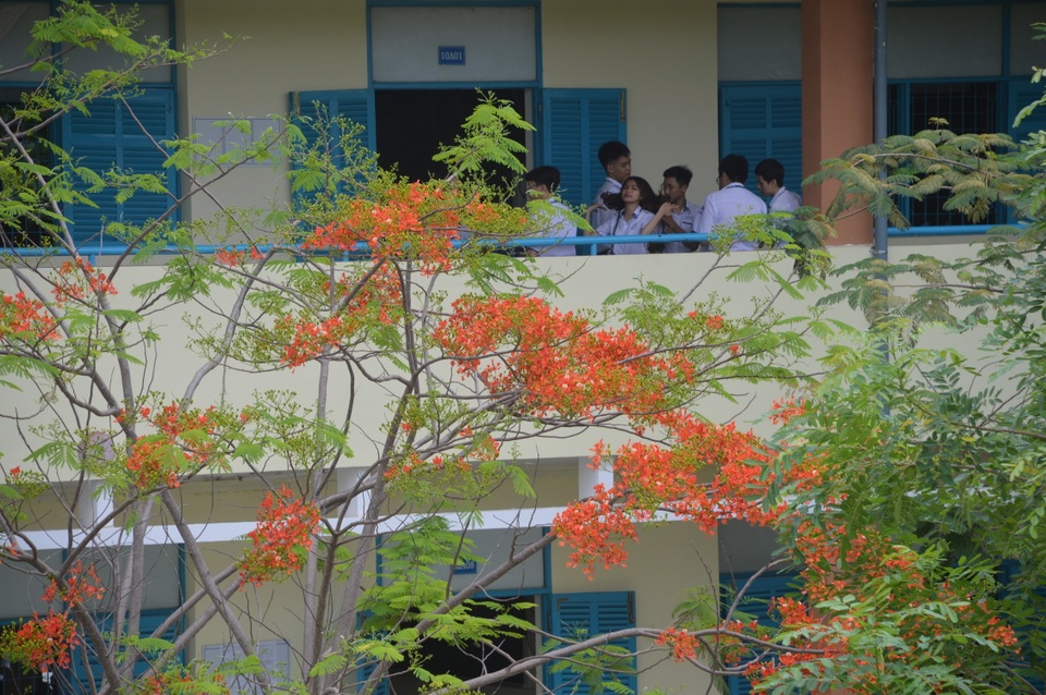 Man mác với mùa hoa học trò nở rộ vào hè - 3 Man mác với mùa hoa học trò nở rộ vào hè - 3
