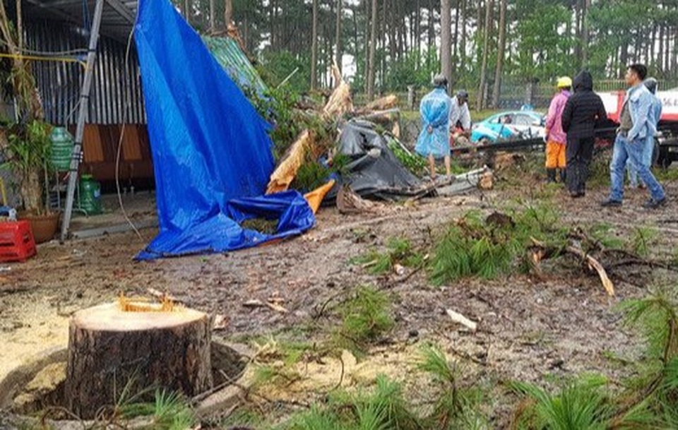 Sét đánh gãy ngang thông cổ thụ, nhiều người may mắn thoát chết - 2 Sét đánh gãy ngang thông cổ thụ, nhiều người may mắn thoát chết - 2