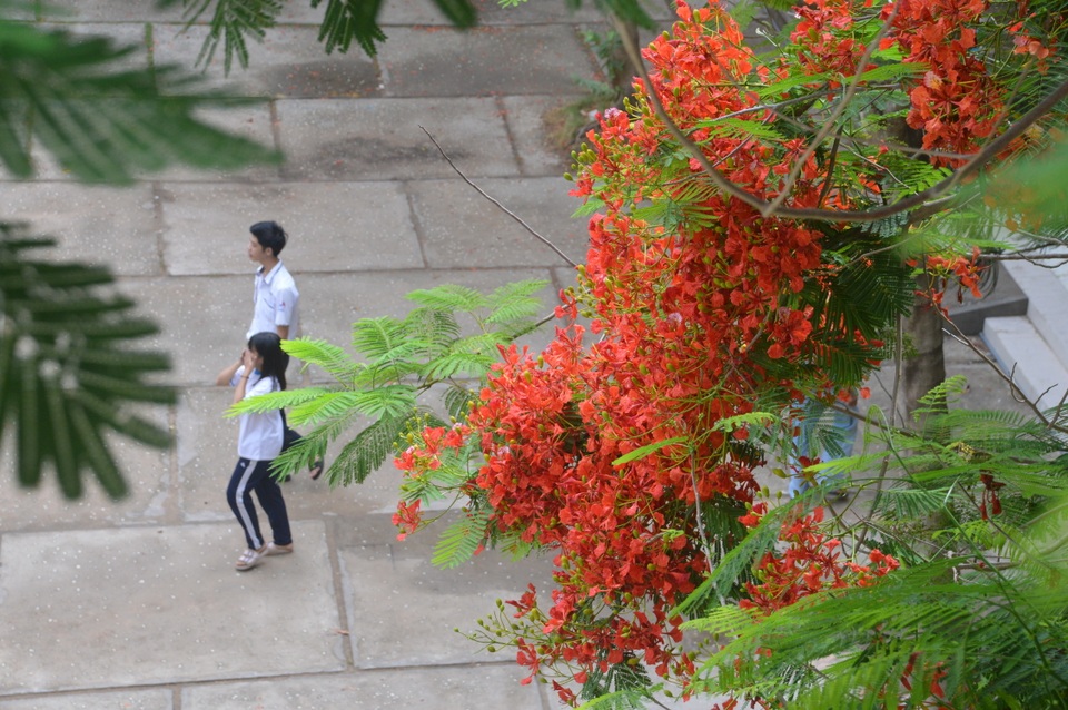 Man mác với mùa hoa học trò nở rộ vào hè - 10 Man mác với mùa hoa học trò nở rộ vào hè - 10