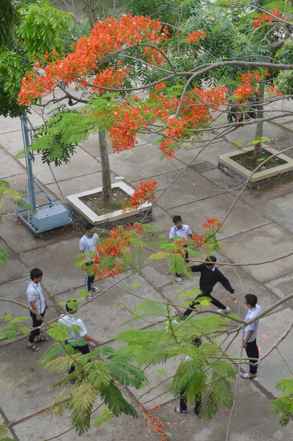 Man mác với mùa hoa học trò nở rộ vào hè - 11 Man mác với mùa hoa học trò nở rộ vào hè - 11