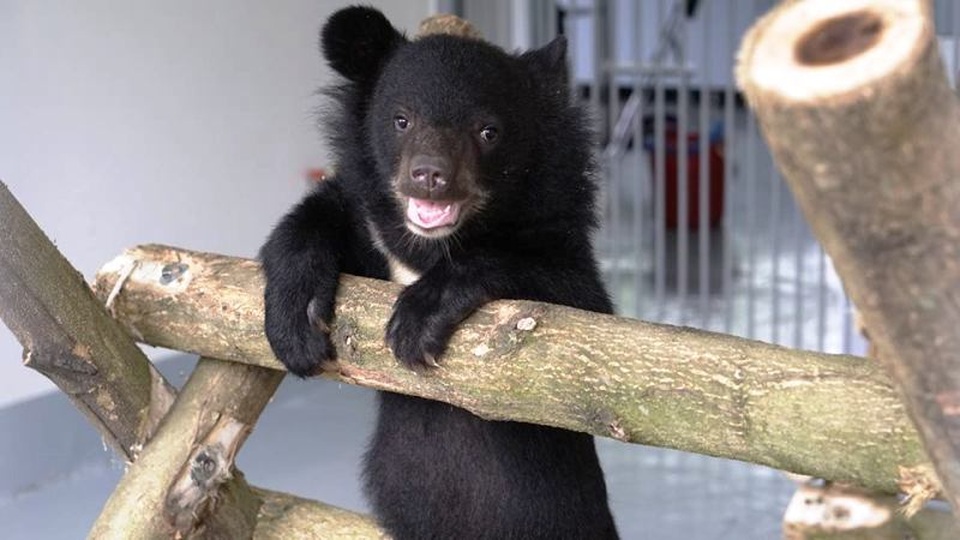 Ghé thăm nơi “hồi sinh” những cá thể gấu ở Ninh Bình - 10 Ghé thăm nơi “hồi sinh” những cá thể gấu ở Ninh Bình - 10