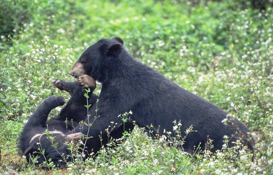 Ghé thăm nơi “hồi sinh” những cá thể gấu ở Ninh Bình - 5 Ghé thăm nơi “hồi sinh” những cá thể gấu ở Ninh Bình - 5