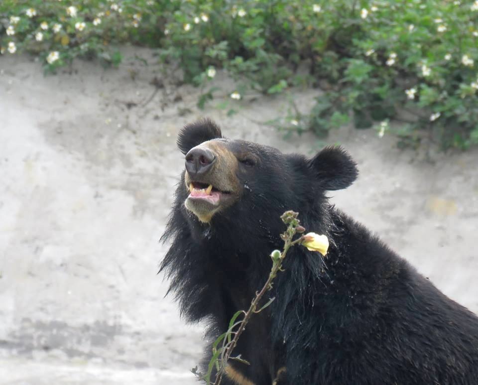 Ghé thăm nơi “hồi sinh” những cá thể gấu ở Ninh Bình - 8 Ghé thăm nơi “hồi sinh” những cá thể gấu ở Ninh Bình - 8