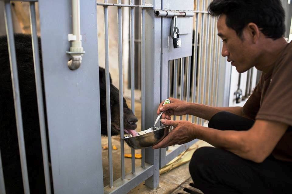 Ghé thăm nơi “hồi sinh” những cá thể gấu ở Ninh Bình - 9 Ghé thăm nơi “hồi sinh” những cá thể gấu ở Ninh Bình - 9