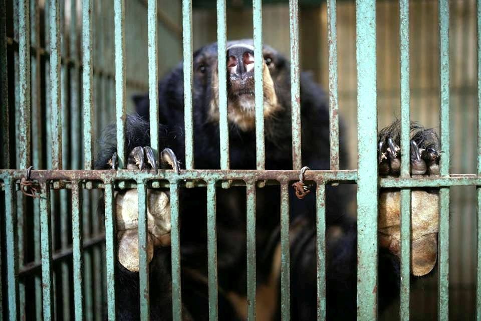 Ghé thăm nơi “hồi sinh” những cá thể gấu ở Ninh Bình - 2 Ghé thăm nơi “hồi sinh” những cá thể gấu ở Ninh Bình - 2