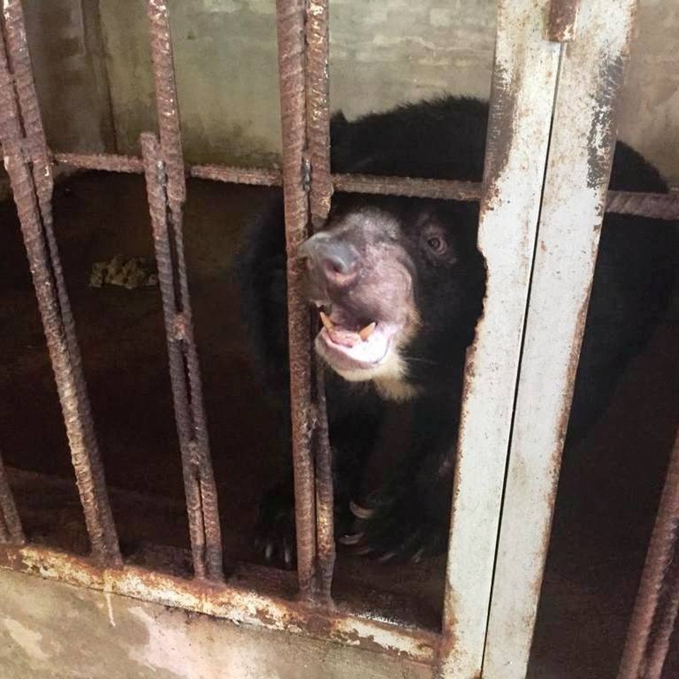 Ghé thăm nơi “hồi sinh” những cá thể gấu ở Ninh Bình - 3 Ghé thăm nơi “hồi sinh” những cá thể gấu ở Ninh Bình - 3