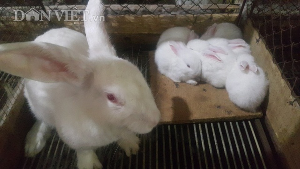 Người đàn bà dựng cơ đồ với ...ngàn con thỏ - 2 Người đàn bà dựng cơ đồ với ...ngàn con thỏ - 2