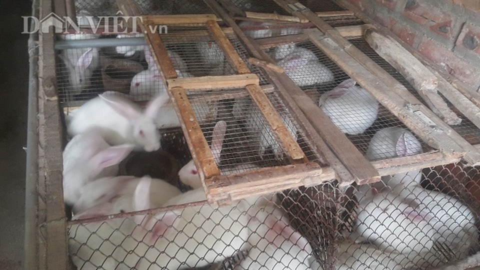 Người đàn bà dựng cơ đồ với ...ngàn con thỏ - 3 Người đàn bà dựng cơ đồ với ...ngàn con thỏ - 3