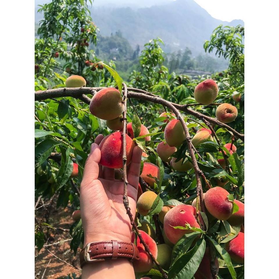 Thưởng thức tháng 5 ở Sapa - 3 Thưởng thức tháng 5 ở Sapa - 3