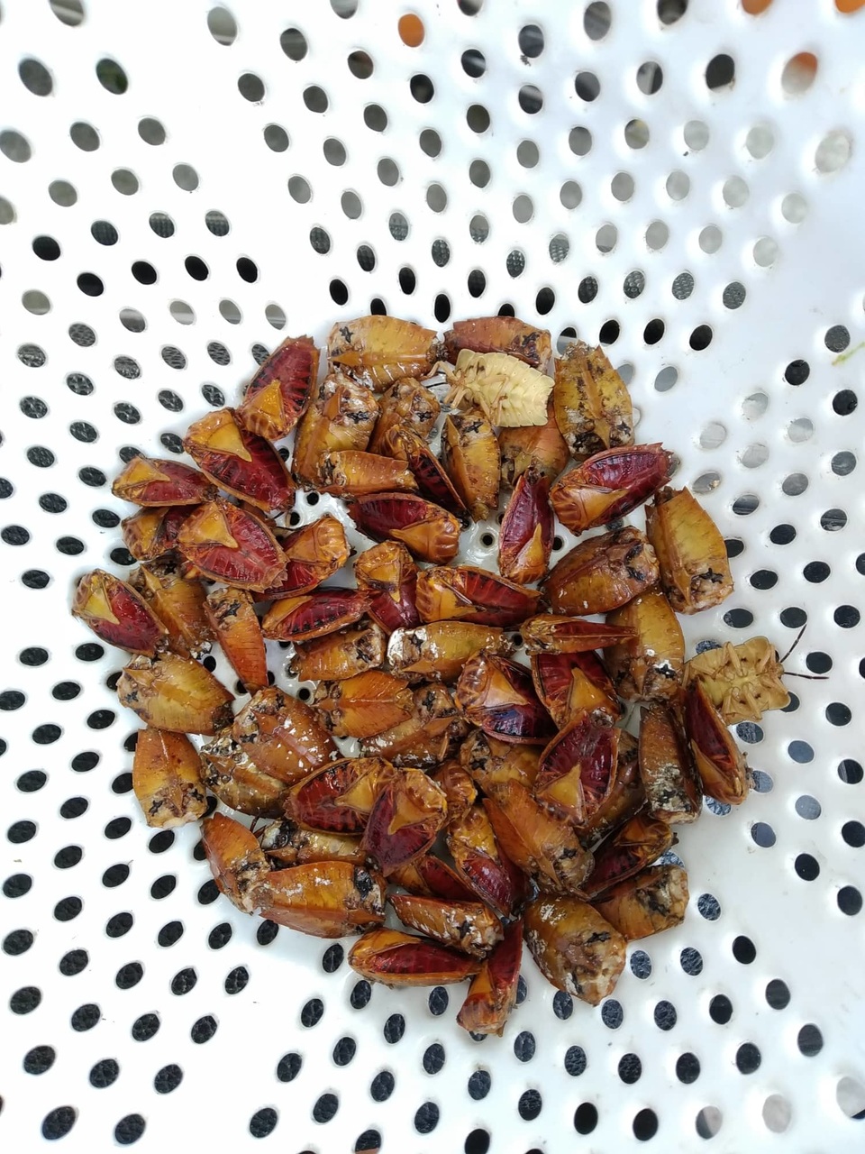 Những món đặc sản nhiều người nhìn đã “sởn da gà” ở Ninh Bình - 9 Những món đặc sản nhiều người nhìn đã “sởn da gà” ở Ninh Bình - 9