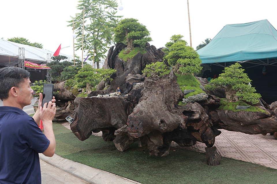 Cho mai chiếu thủy nở hoa trắng tinh trên khúc gỗ đen sì, chủ nhân ra giá tiền tỷ - 1 Cho mai chiếu thủy nở hoa trắng tinh trên khúc gỗ đen sì, chủ nhân ra giá tiền tỷ - 1