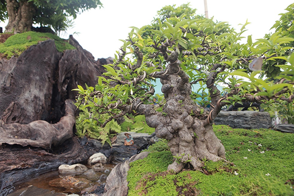 Cho mai chiếu thủy nở hoa trắng tinh trên khúc gỗ đen sì, chủ nhân ra giá tiền tỷ - 10 Cho mai chiếu thủy nở hoa trắng tinh trên khúc gỗ đen sì, chủ nhân ra giá tiền tỷ - 10