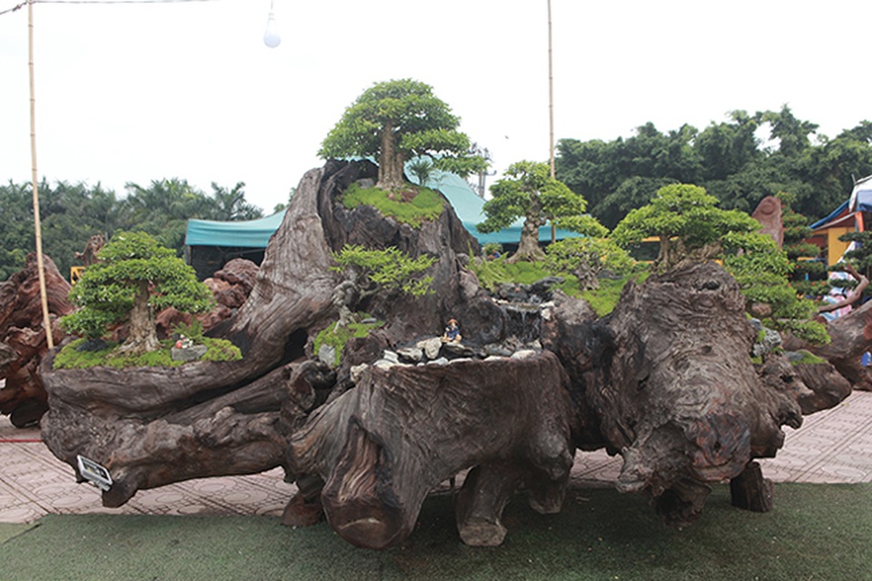 Cho mai chiếu thủy nở hoa trắng tinh trên khúc gỗ đen sì, chủ nhân ra giá tiền tỷ - 2 Cho mai chiếu thủy nở hoa trắng tinh trên khúc gỗ đen sì, chủ nhân ra giá tiền tỷ - 2