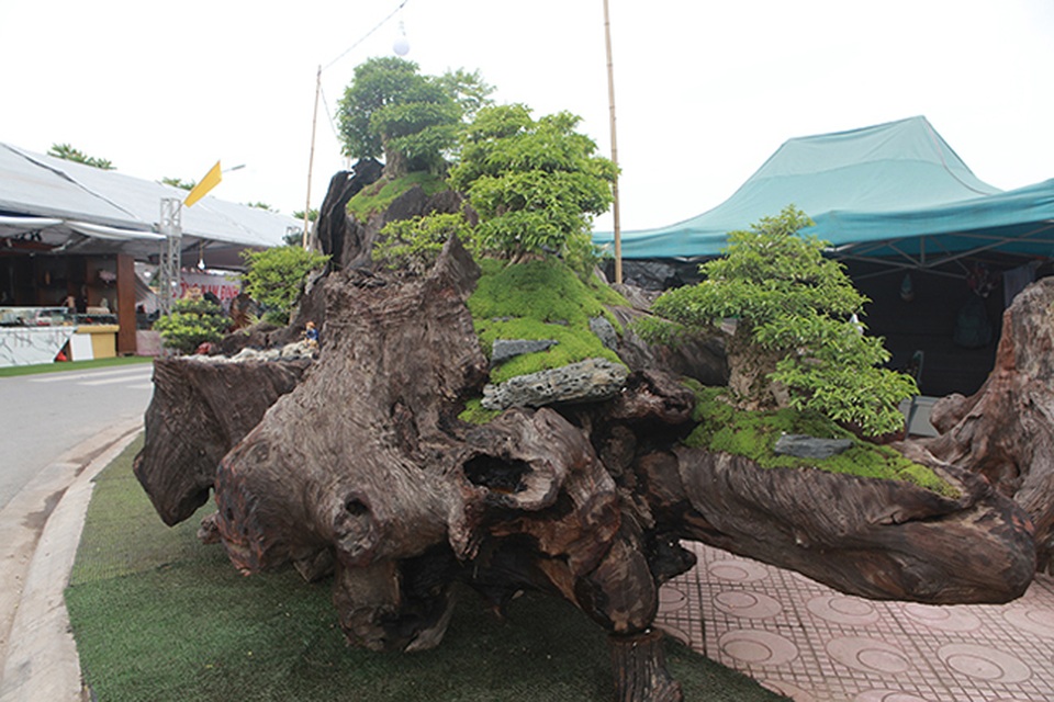 Cho mai chiếu thủy nở hoa trắng tinh trên khúc gỗ đen sì, chủ nhân ra giá tiền tỷ - 3 Cho mai chiếu thủy nở hoa trắng tinh trên khúc gỗ đen sì, chủ nhân ra giá tiền tỷ - 3